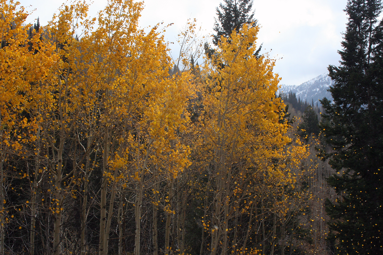 Quaking Quaking Aspen in Wind by ObsidianGongo on DeviantArt