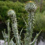 Ants on Thistles