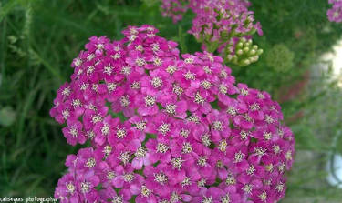 Mini Pink Petals