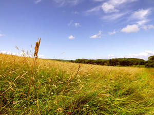 The Meadow's Grass