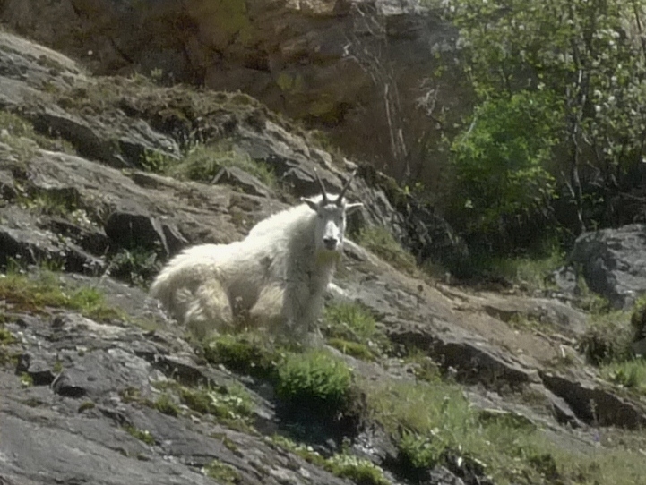 mountain goat