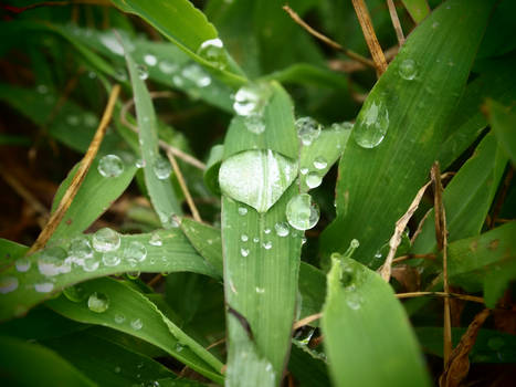 Attack of the Rain