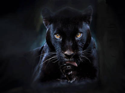 Black Panther