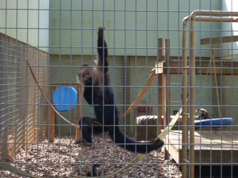 Capuchin monkey 2 - 'Shocked'