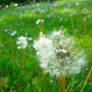 dandelion 2