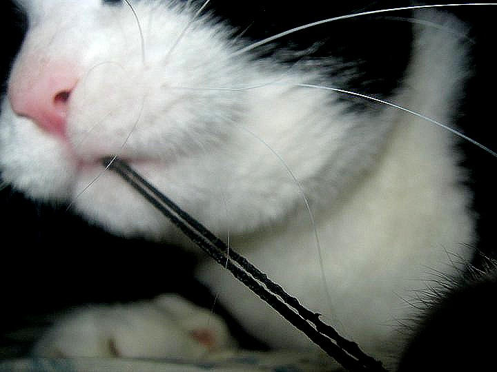 Rumpus Cat, cat by FairyGlassMoon on DeviantArt