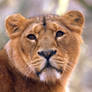 Asiatic Lion