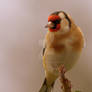 Goldfinch 2