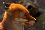 Red Fox by naturelens