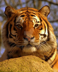 Siberian Tiger