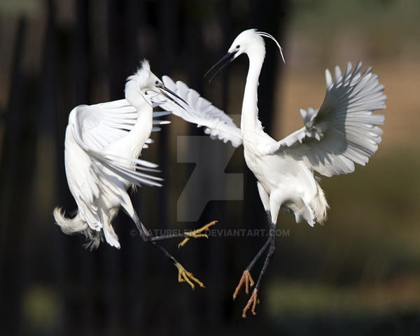 Fighting Little Egrets