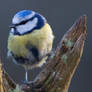 Perched Blue Tit