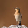 Wheatear