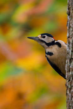 Greater Spotted Woodpecker 10
