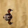 Little Grebe 2