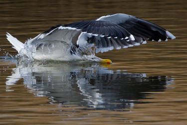 Black-backed Gull