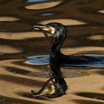 Cormorant