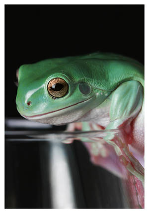 Frog1 by robfo0 Frog1 by robfo0