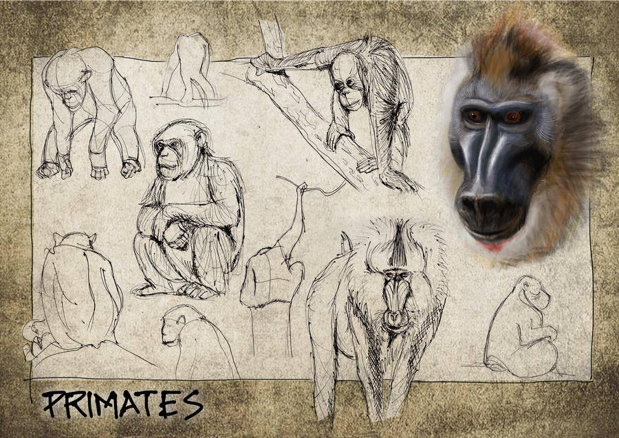 Primates Deviantart Base Primates by altramenn on DeviantArt