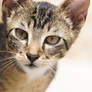 Charlie - 1