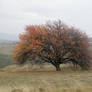 Autumn Landscape