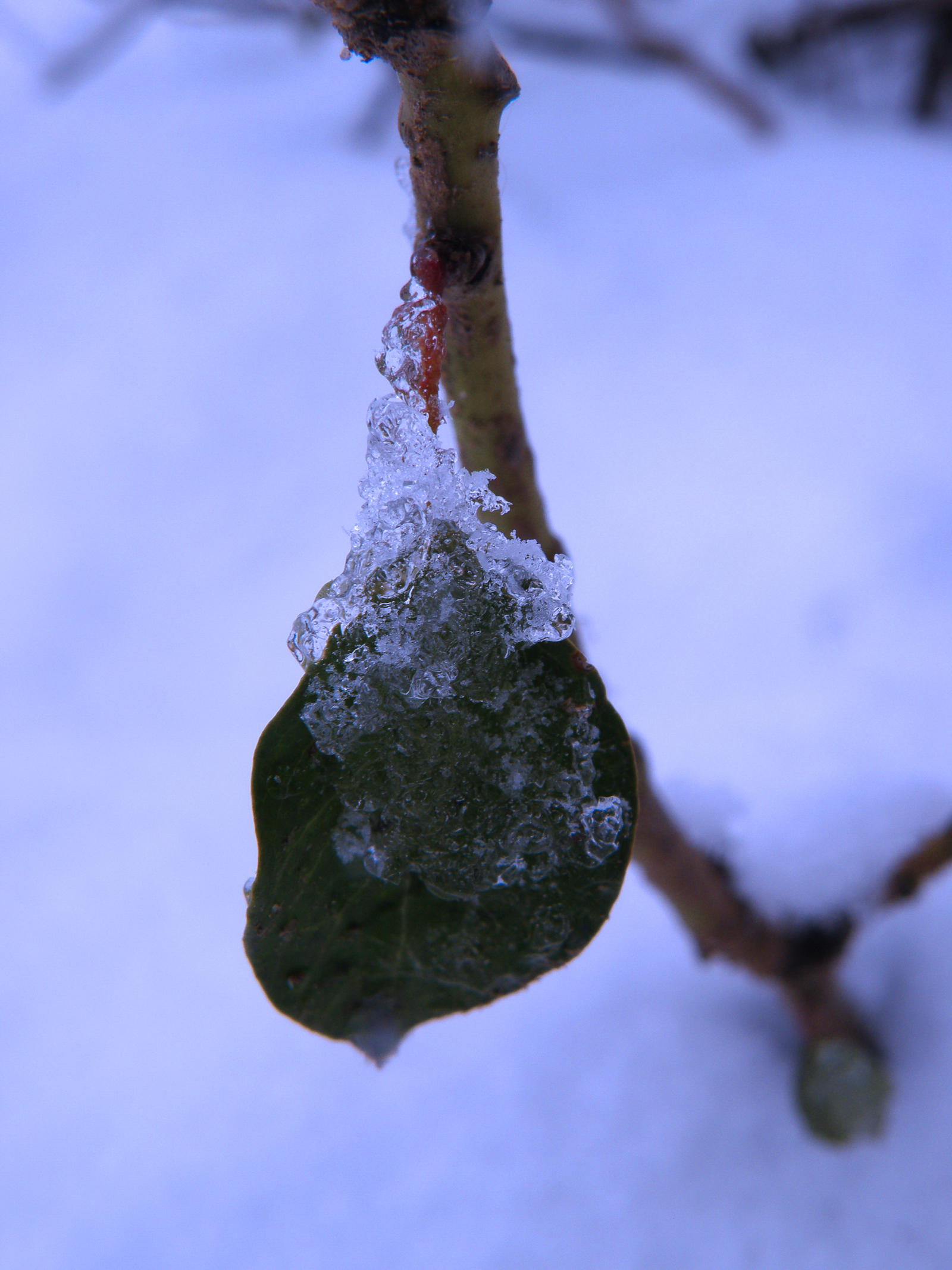 Icy Leaf