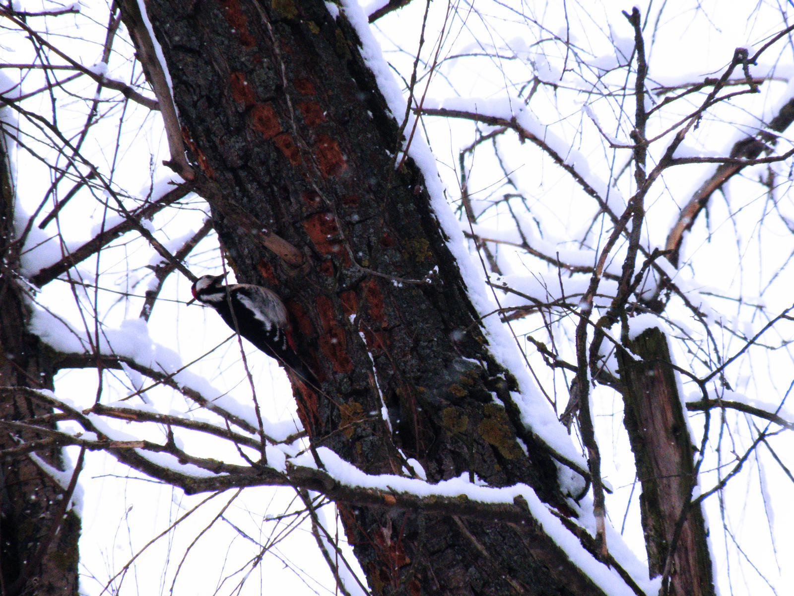 Winter Woodpecker