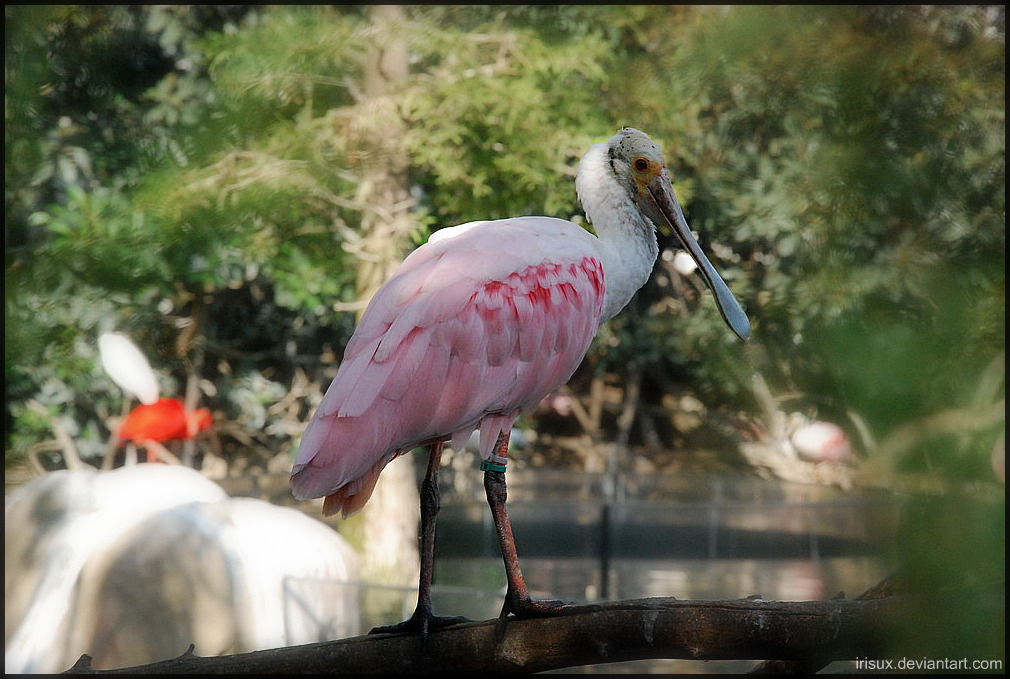 The Roseate Spoonbill