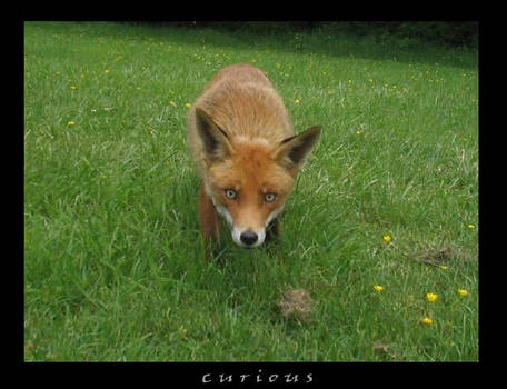 Fox Of The Glen