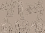 male anatomy practice