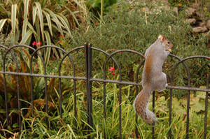 Squirrel -01-