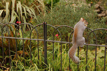 Squirrel -01-