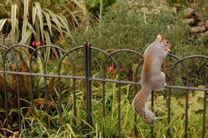 Squirrel -01-