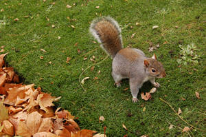Squirrel -03-