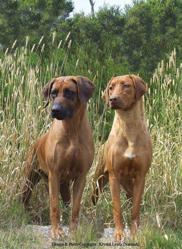 Pinterest Rhodesian Ridgebacks The Rhodesian Ridgeback by Nabihah on DeviantArt