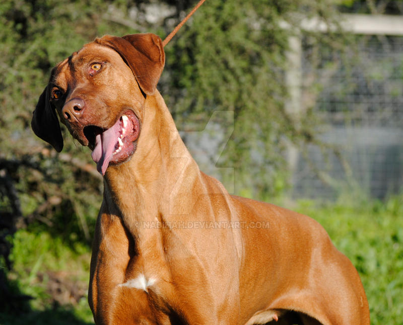 Girl Rhodesian Ridgeback Head by Nabihah on DeviantArt