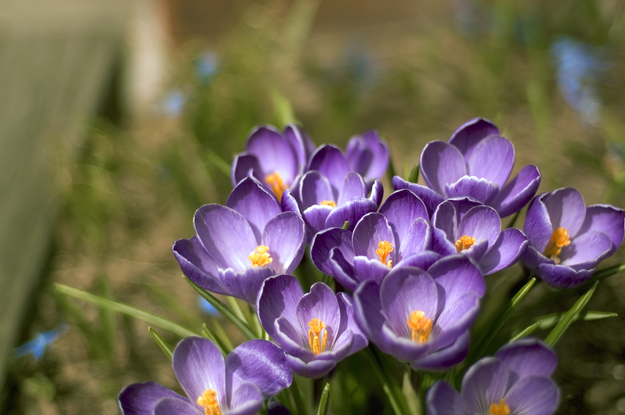 Purple Flowers