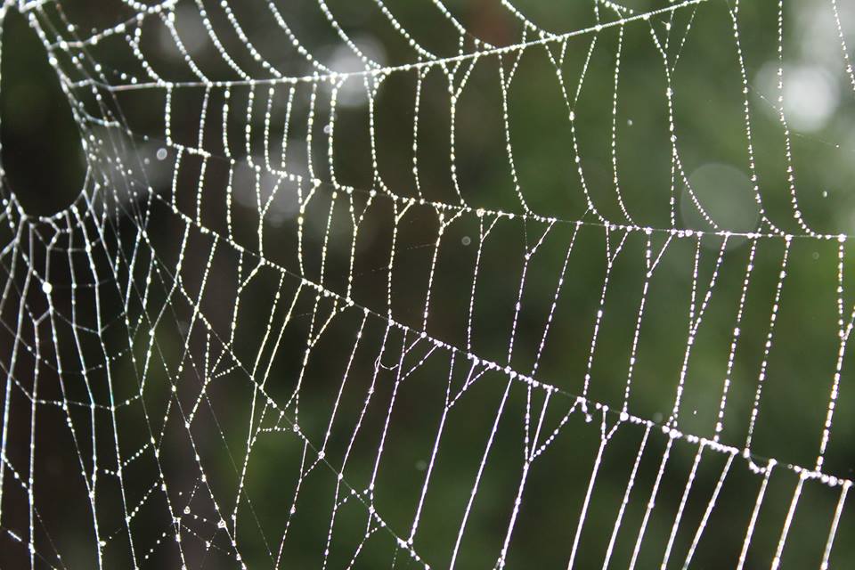 spiderweb