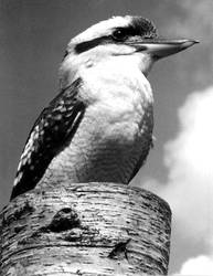 Kookaburra