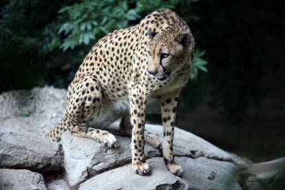 Cheetah: Fort Worth Zoo, TX