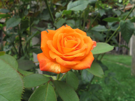 Beautiful orange rose