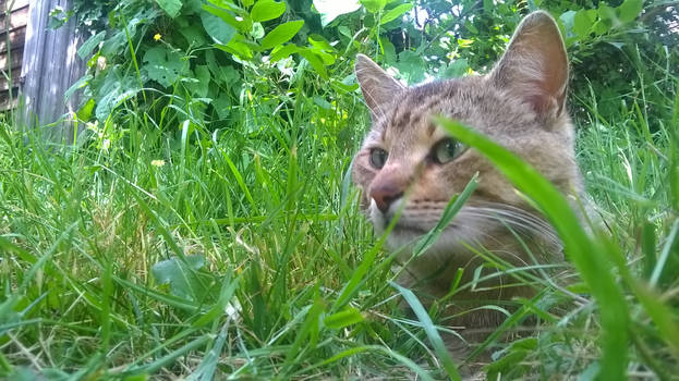 The Kitty in the Jungle