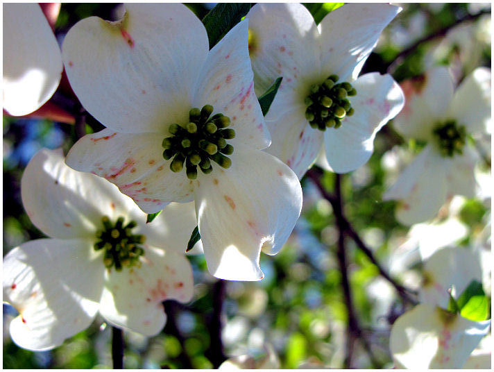 Dogwood