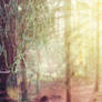 Milky Sunbeam Forest