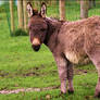 Little curious donkey