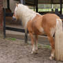 Haflinger stud stock