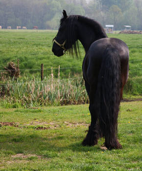 Friesian stock II