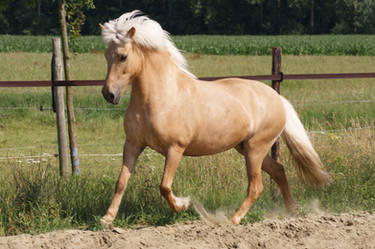 Iceland pony