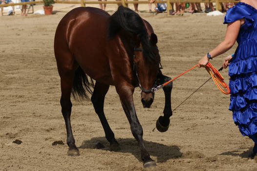 Andalusian horse stock IV