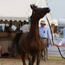 Arabian Horse stock IX